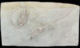Pair Of Detailed Macrocrinus Crinoid Fossils - Indiana #52931-1
